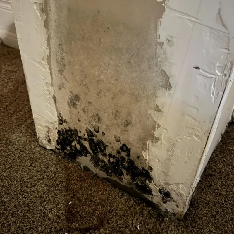 Professional Mold Removal in Tucumcari, NM